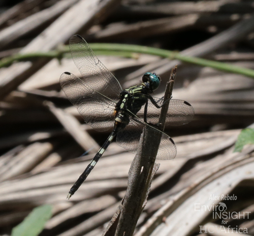 Bold Skimmer