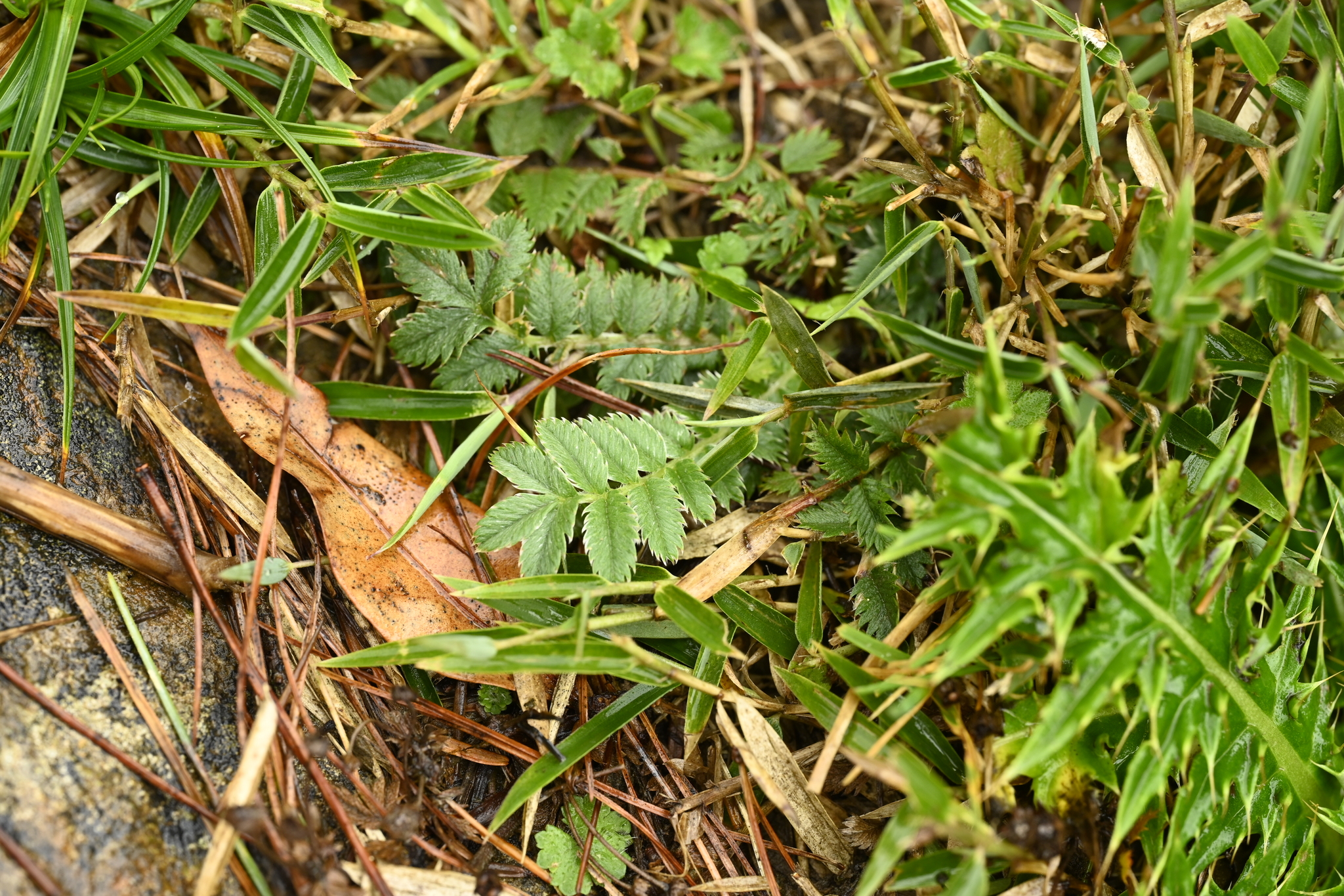 Silverleaf Cinquefoil (Argentina leuconota)