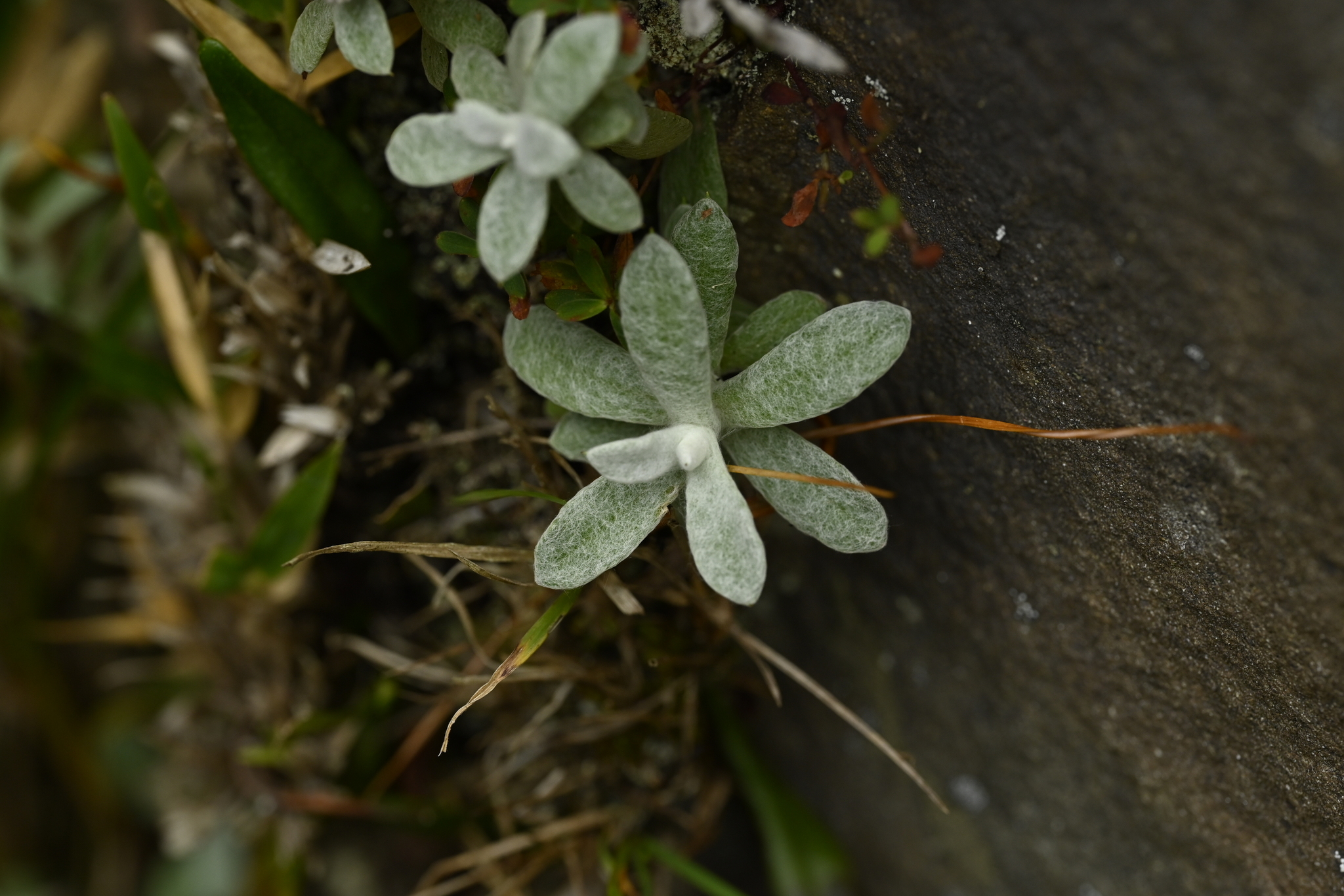 Anaphalis nepalensis