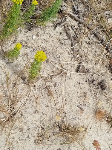 Sandveld Stinkweed (Oncosiphon suffruticosus)