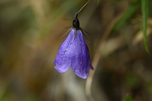 Adenophora morrisonensis, photograph 6