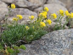 Draba japonica