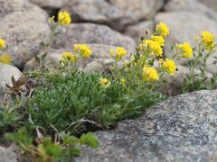 Draba japonica