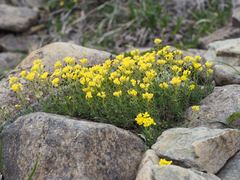 Draba japonica