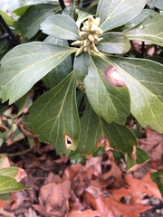 Volutella pachysandrae