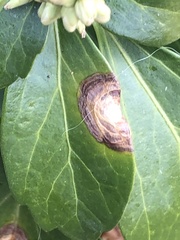 Volutella pachysandrae