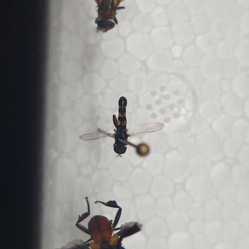 Unknown species found near 7th Street at Frederick Health Hospital, Frederick, MD 21701, USA