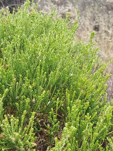 Strandveld Gonna (Passerina paleacea)