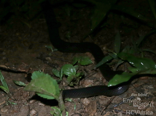 Western Forest Centipede-eater