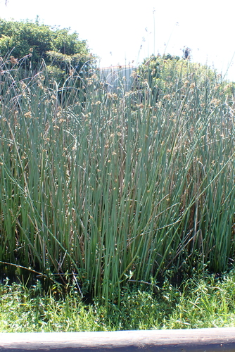 Soft Clubrush (Schoenoplectus scirpoides)