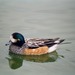Chiloé Wigeon - Photo (c) Yersinia pestis, some rights reserved (CC BY-NC-SA)