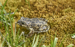 Atelognathus nitoi
