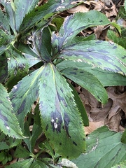 Microsphaeropsis hellebori