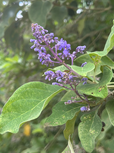 lavender cortunia (Cornutia pyramidata)