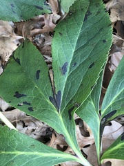 Microsphaeropsis hellebori