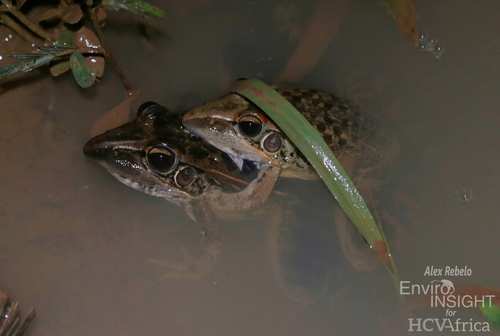 Sharp-nosed ridged frog