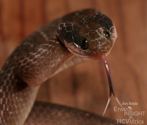 Red-lipped Snake
