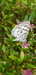 Leptotes cassius