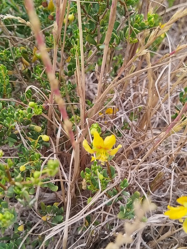 Thin Twinleaf (Roepera flexuosa)