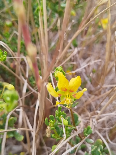 Roepera flexuosa, photograph 4