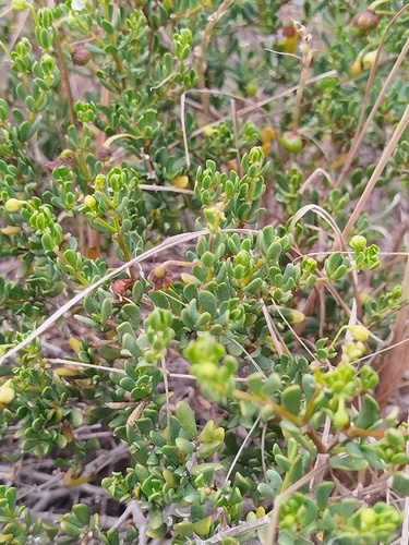 Roepera flexuosa, photograph 3