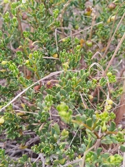 Roepera flexuosa, photograph (c) Jared Zachary Herman, some rights reserved (CC BY)