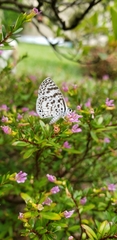 Leptotes cassius