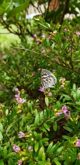 Leptotes cassius