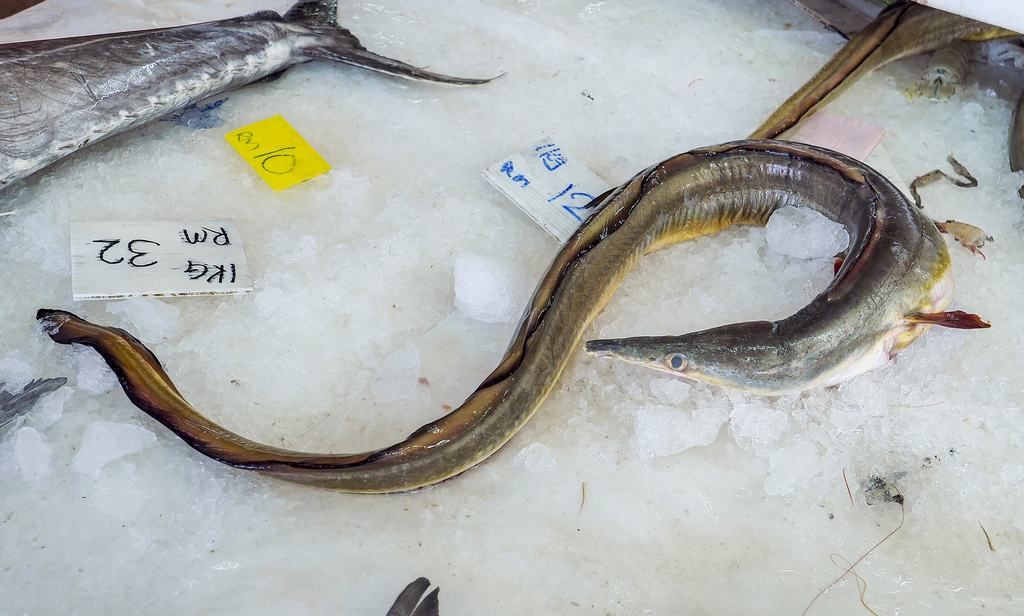 Yellow pike conger (Congresox talabon) — Muraenesocidae