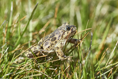 Atelognathus nitoi