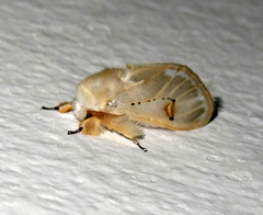 Naroma varipes