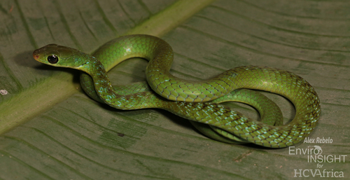 Emerald Green Snake