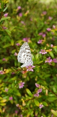 Leptotes cassius