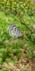 Leptotes cassius