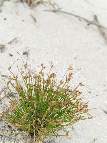 Common Annual Clubrush (Ficinia marginata)
