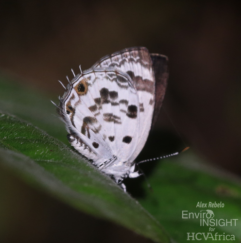 Anthene sylvanus