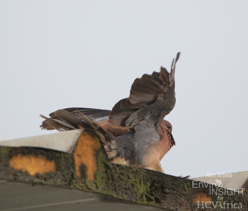 Laughing Dove