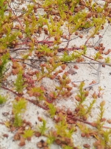 Pinnate Dollsrose (Hermannia pinnata)