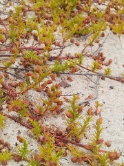 Hermannia pinnata, photograph (c) Jared Zachary Herman, some rights reserved (CC BY)