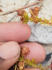 Hermannia pinnata, photograph (c) Jared Zachary Herman, some rights reserved (CC BY)