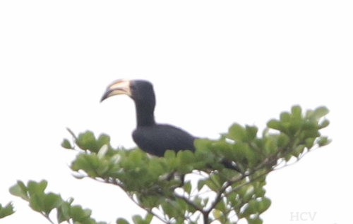 West African Pied Hornbill