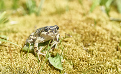 Atelognathus nitoi