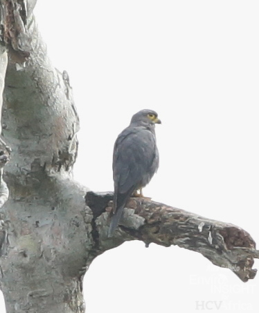 Gray Kestrel