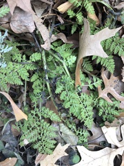 Corydalis cheilanthifolia