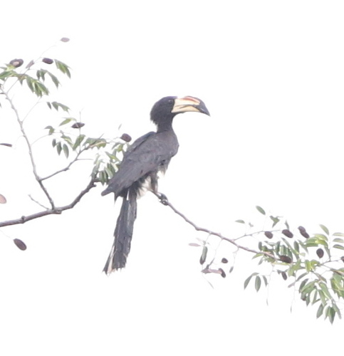 West African Pied Hornbill
