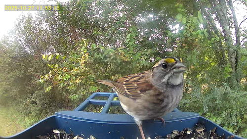 White-throated Sparrow photographed in Mississippi