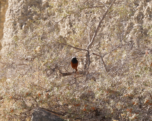 White-winged Redstart