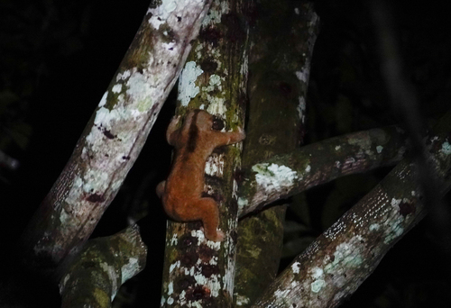 Philippine Slow Loris