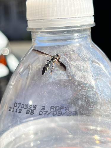 Unknown species found near Wilmington, DE, US