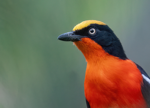 iNaturalist image